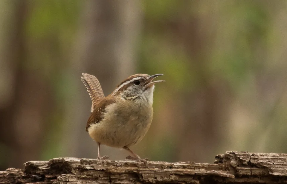 Are Carolina Wrens Territorial & Aggressive? All the facts