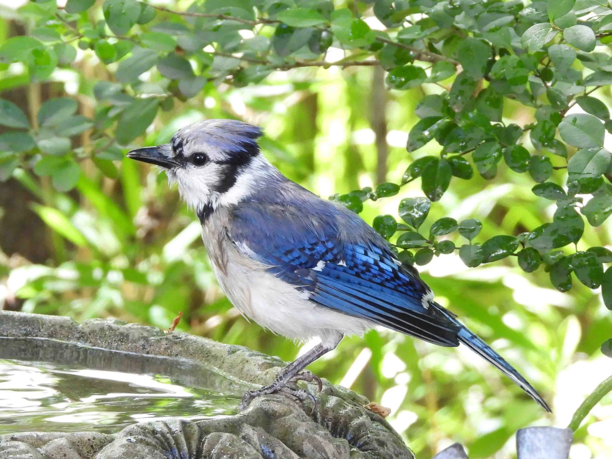 Baby Blue Jay Bird: All The Life Stages including Pictures