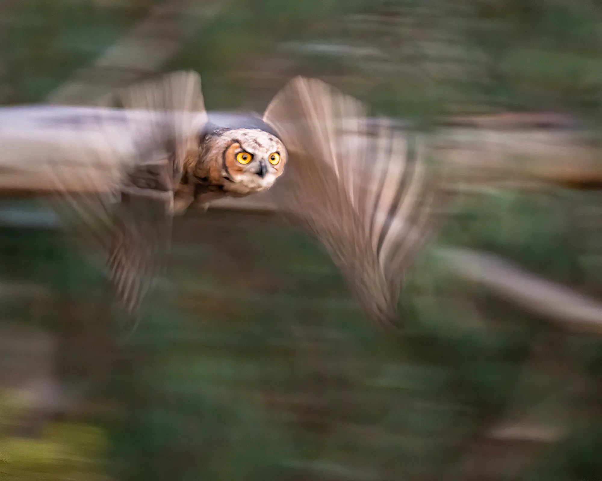 Best Time to Look for Owls: The Ultimate Guide