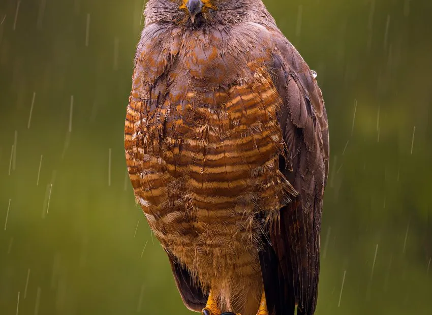 Best Weather for Bird Watching: See The Most Birds