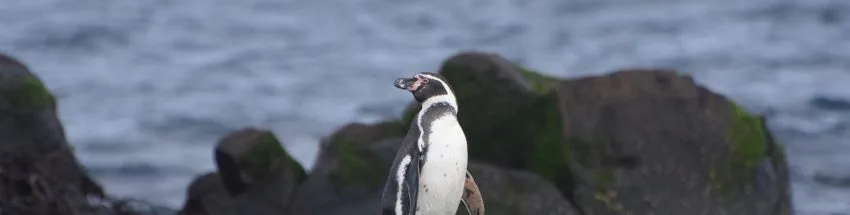 Birds That Look Like Penguins: A Comprehensive Guide