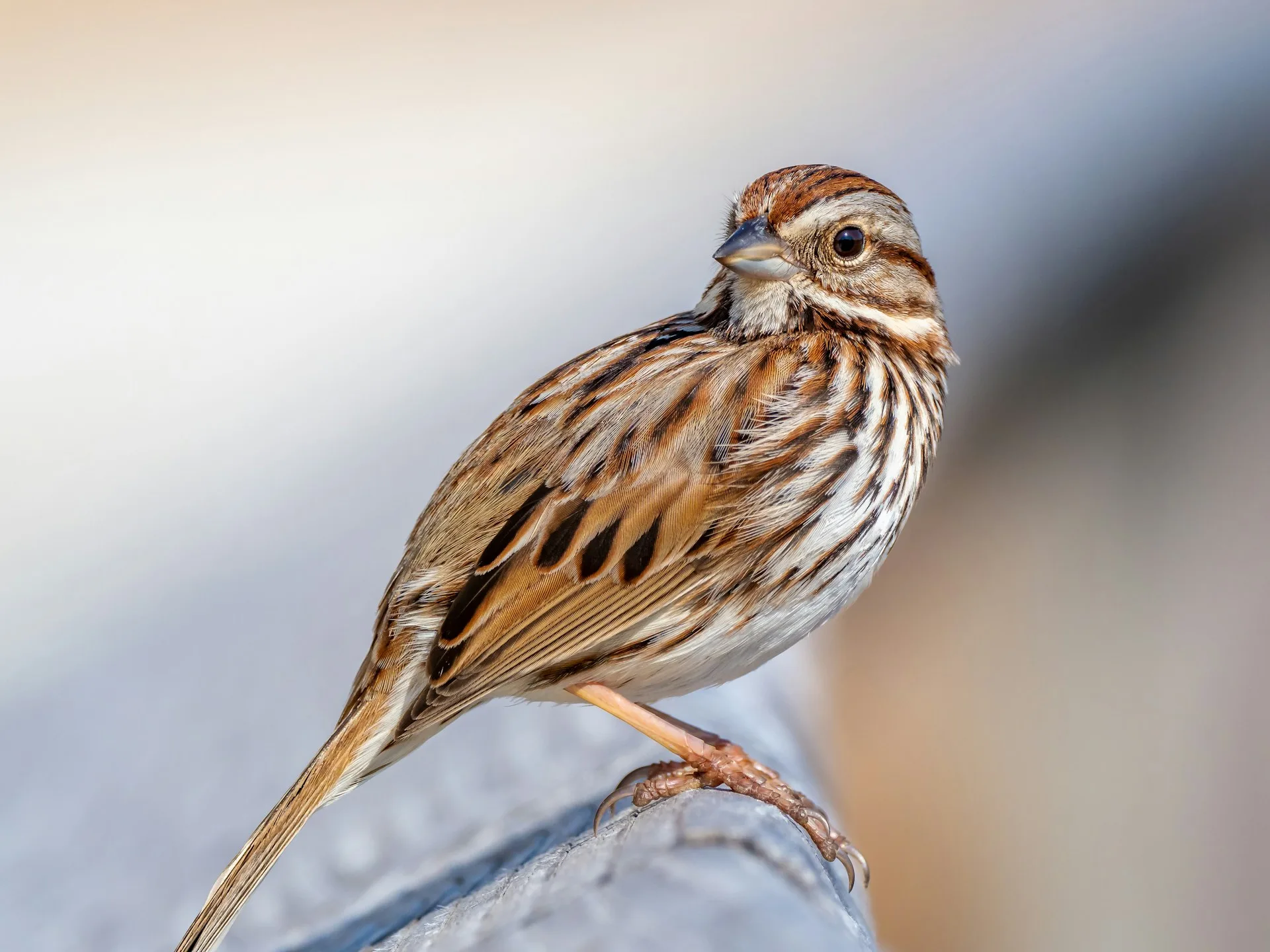 Birds of California: Top 15 with Pictures