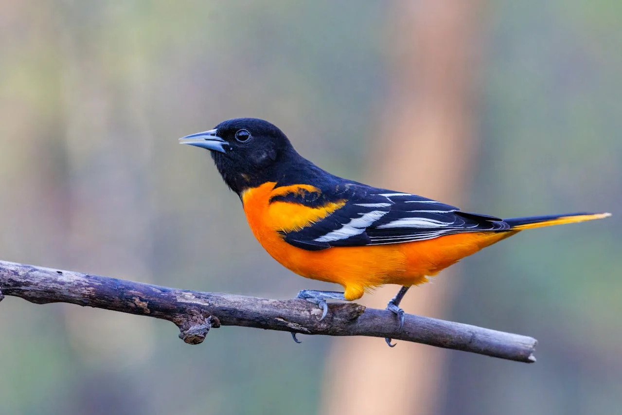 Birds of Maryland: Top 16 with Pictures