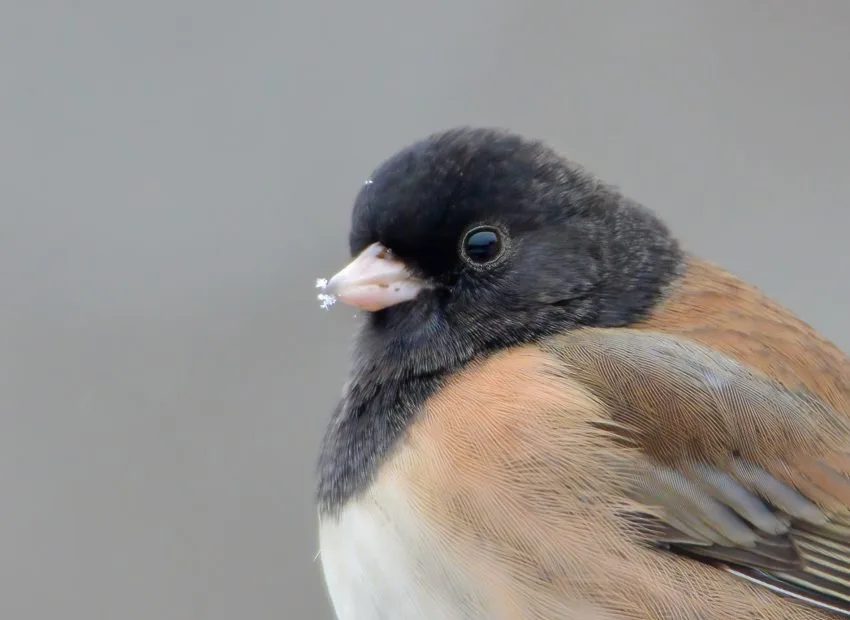 Birds of Missouri: Top 15 with Pictures
