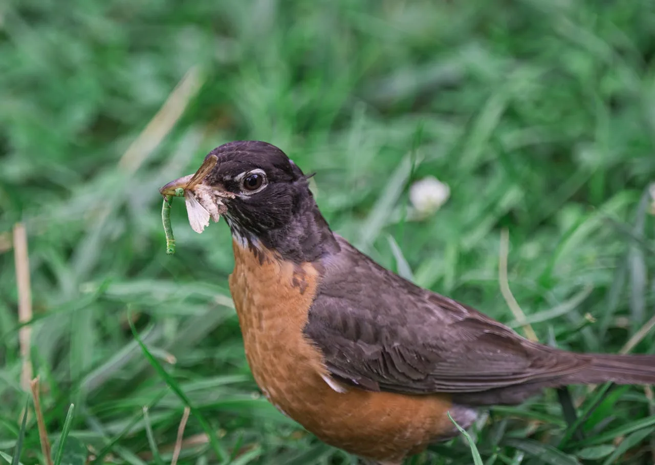 Birds of North Carolina: Top 19 with Pictures