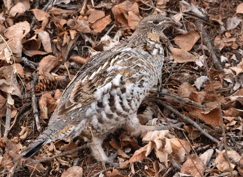 Birds of Pennsylvania: Top 15 with Pictures
