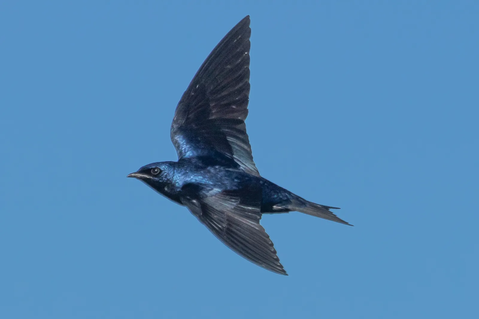 Black Birds with Blue Heads