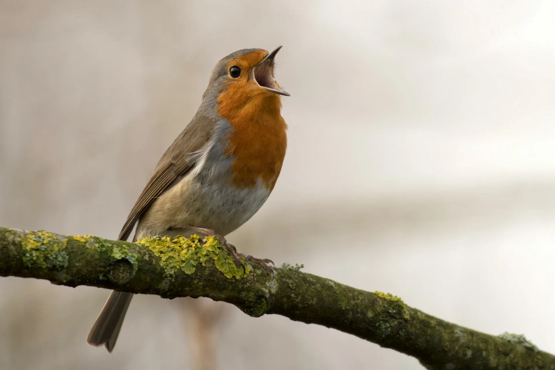 Brown Birds with an Orange Chest