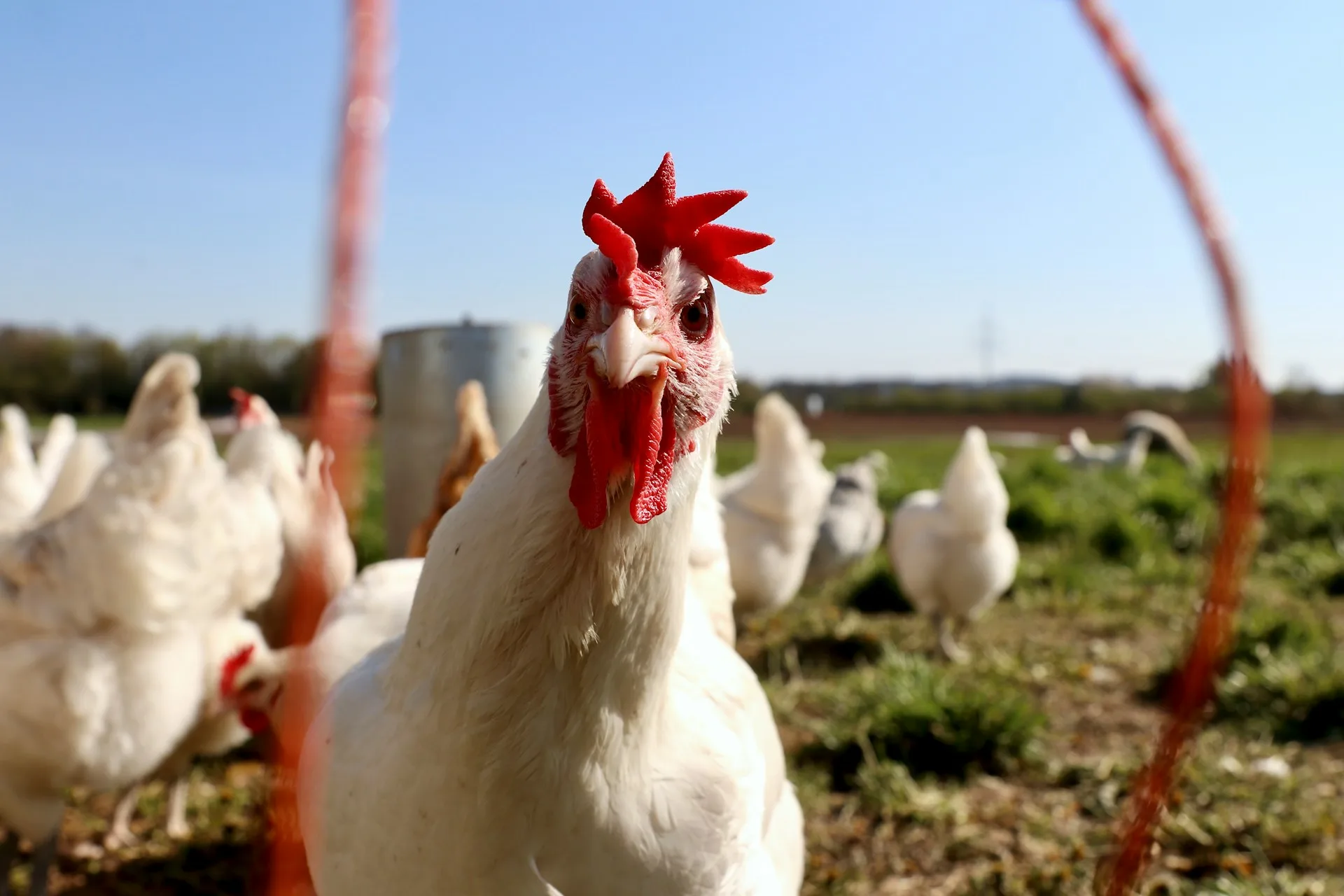 Can Chickens Fly?