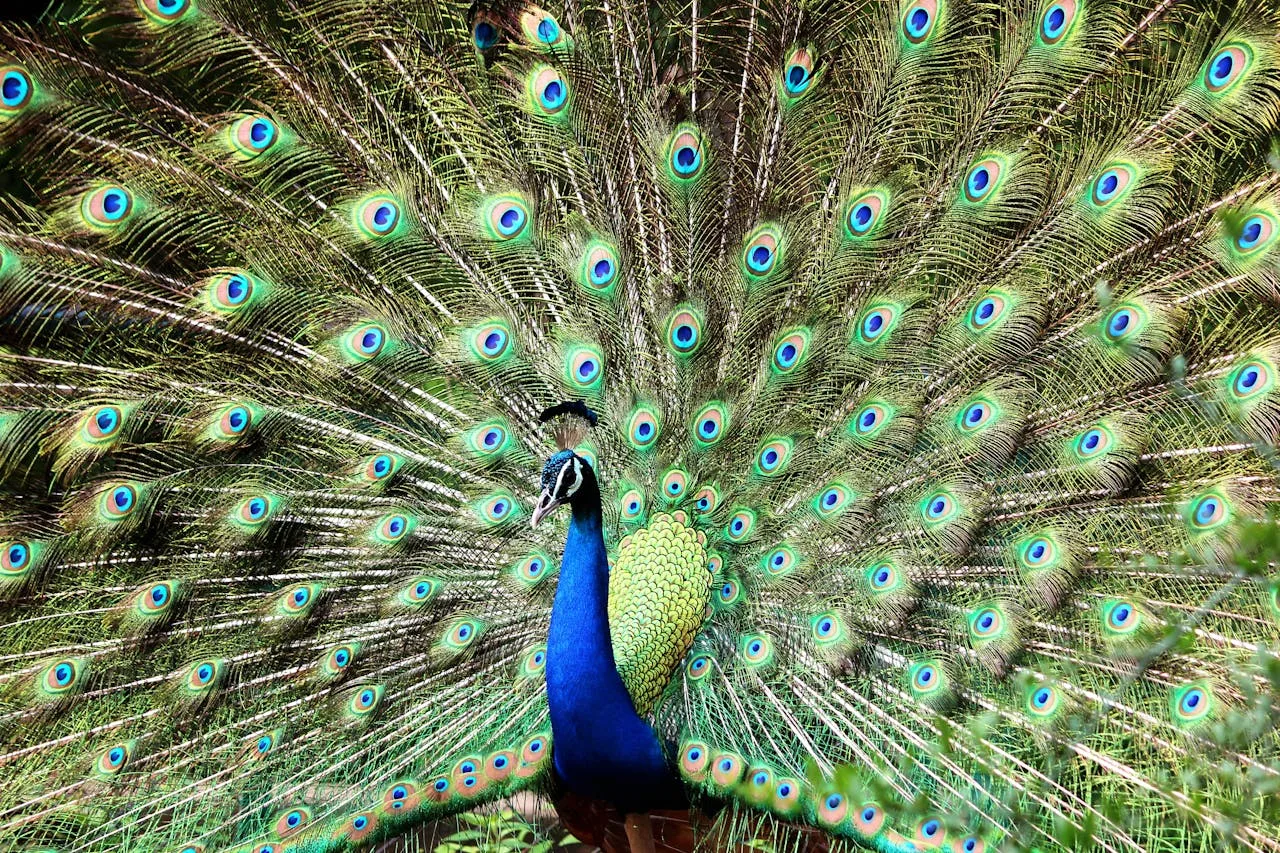 Can Peafowl Fly?