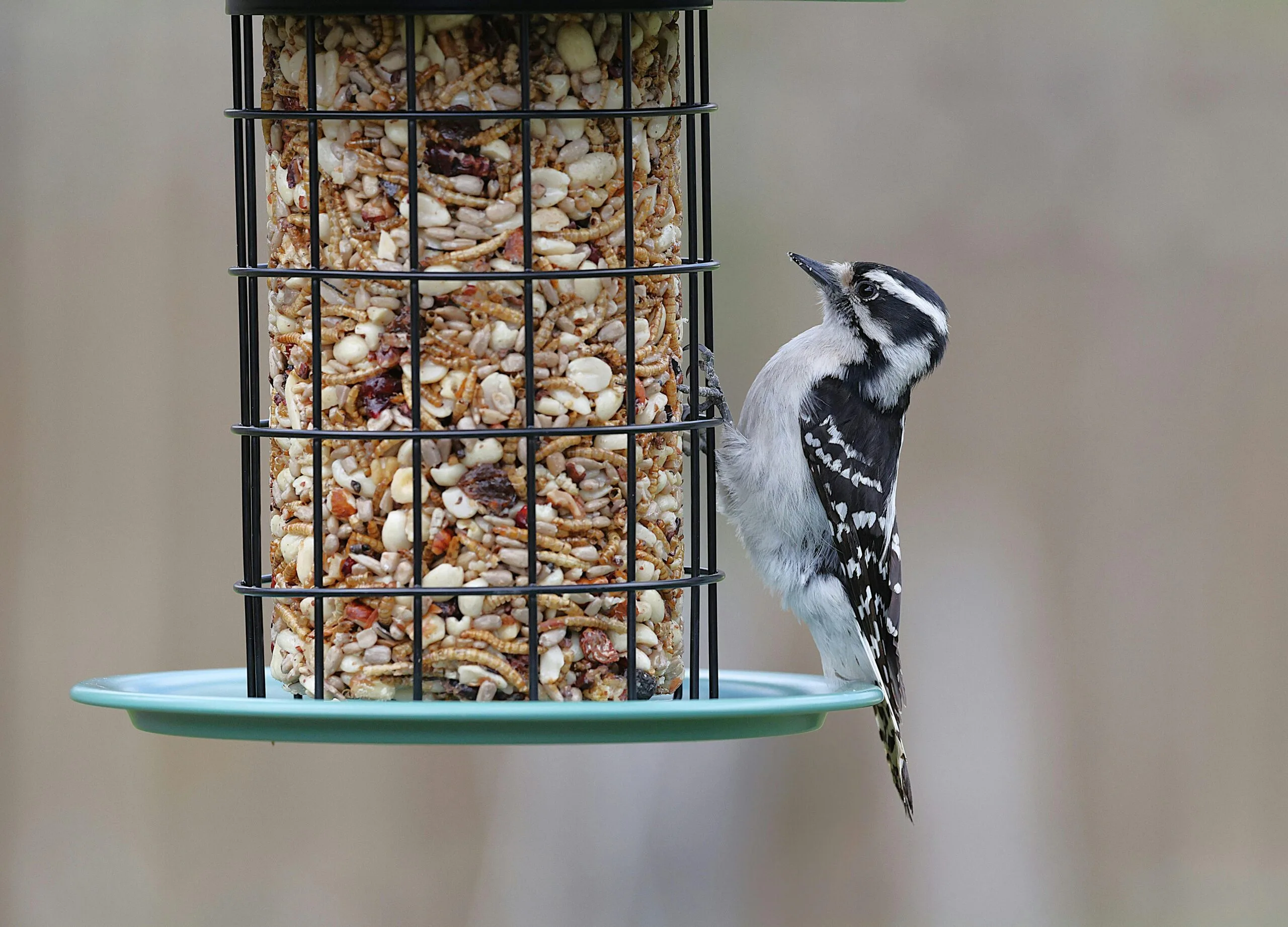 Do Birds and Squirrels Get Along? Forest Friends or Foes