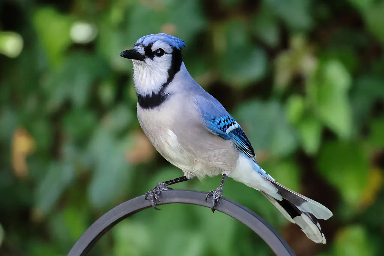 Do Blue Jays Migrate?