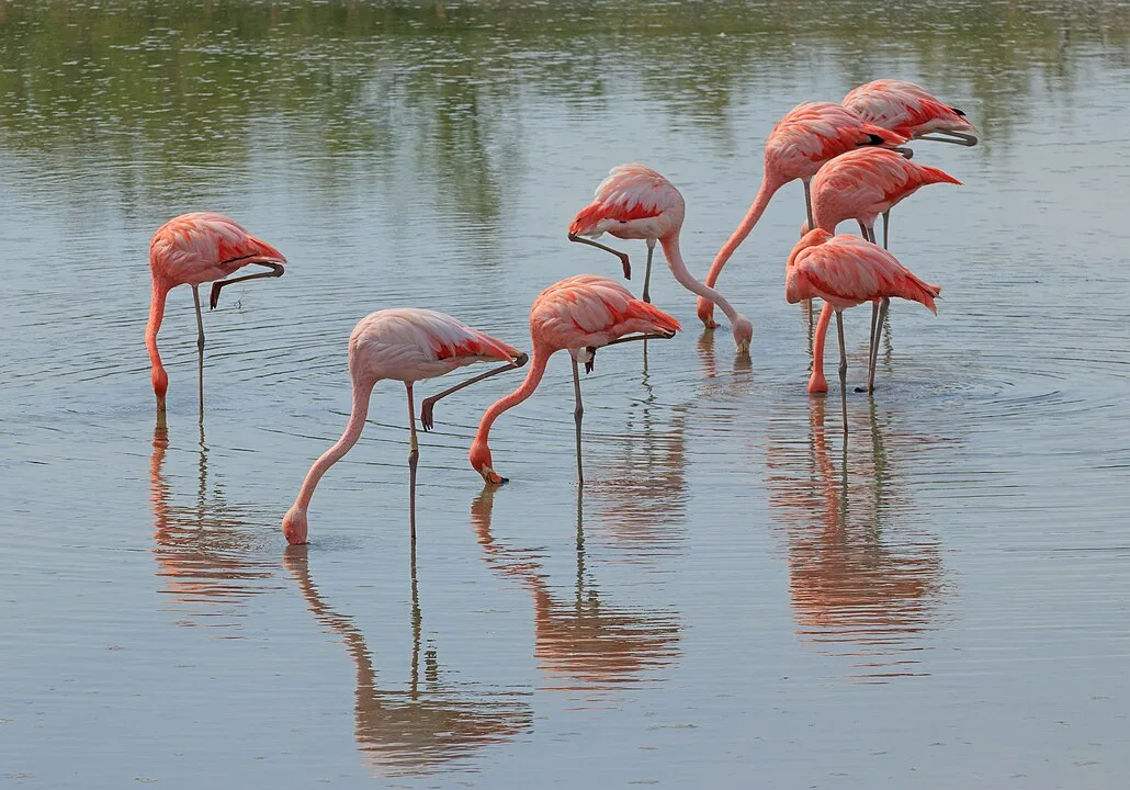 Do Flamingo Fly?