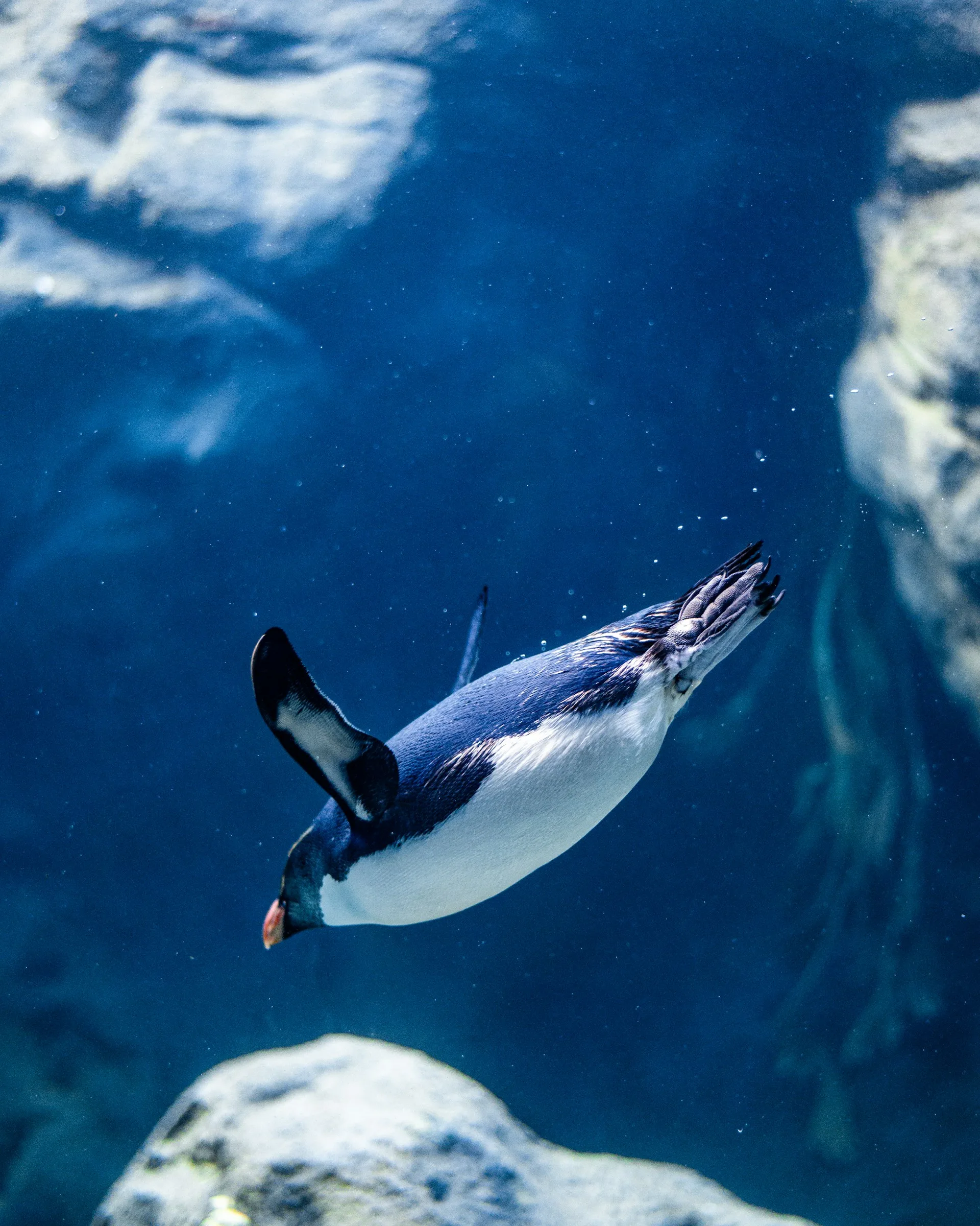 Do Penguins Have Knees?