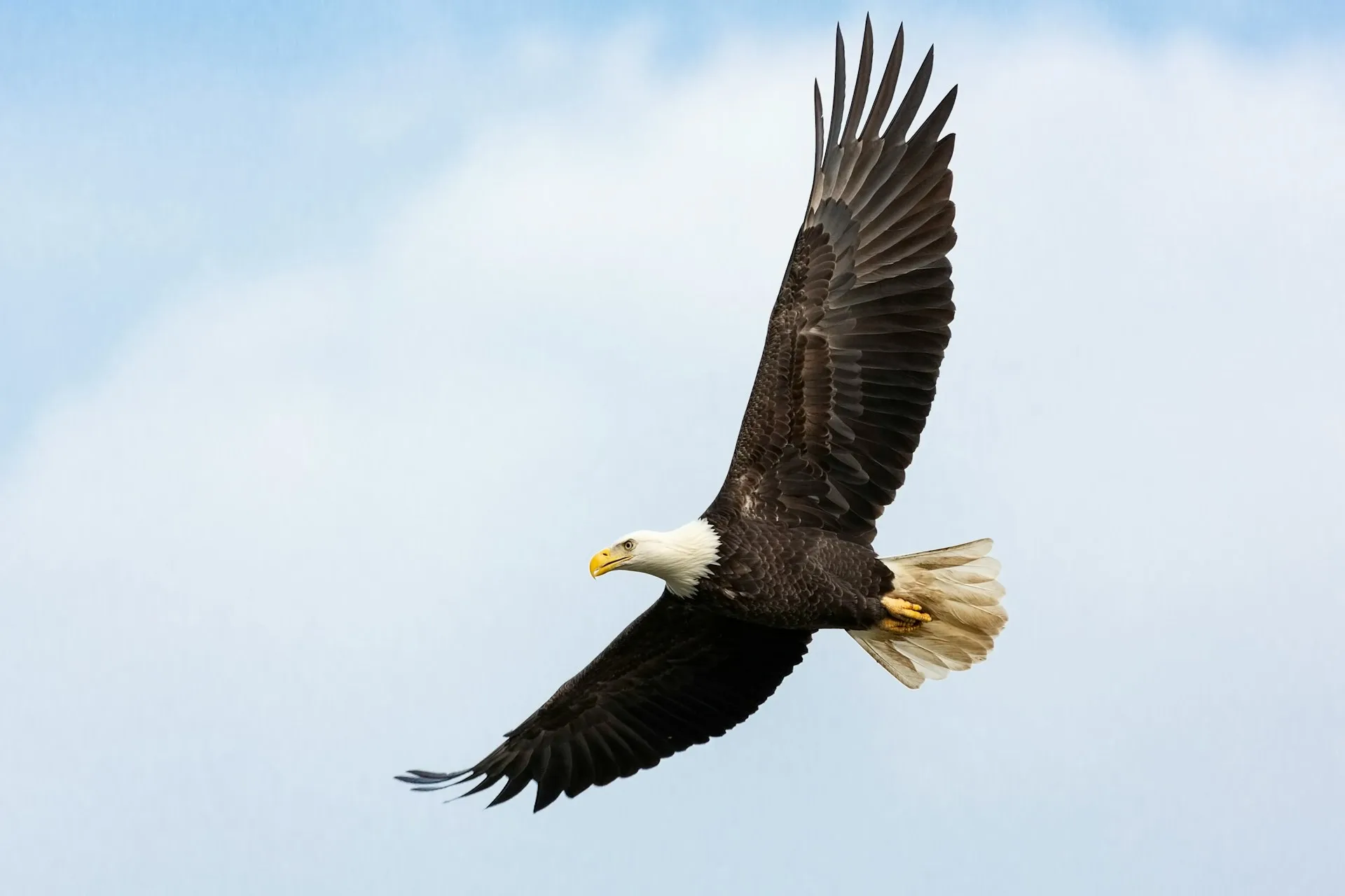 Golden Eagle Vs Bald Eagle: Key Differences