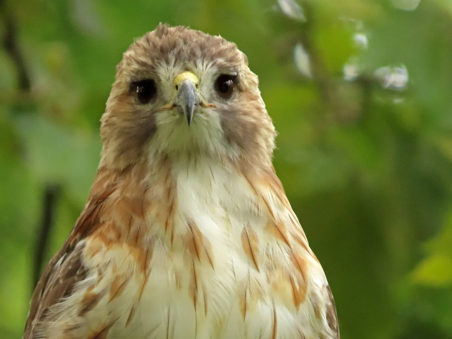 Hawks in Georgia