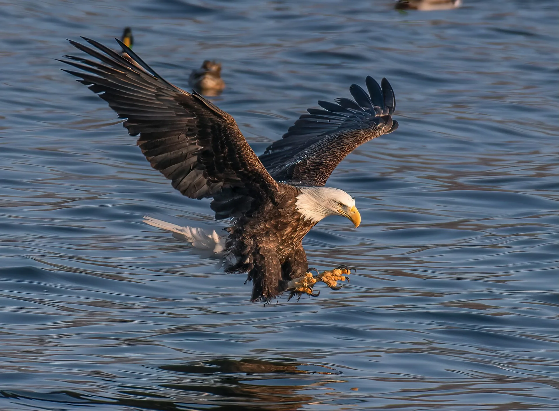 Hawks versus Eagles