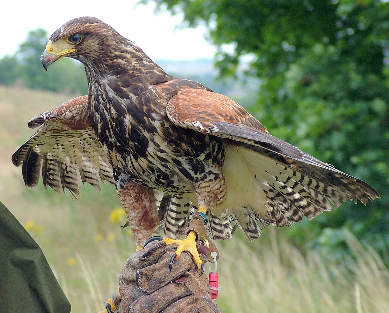 How Much Does a Trained Hawk Cost? Know the Facts