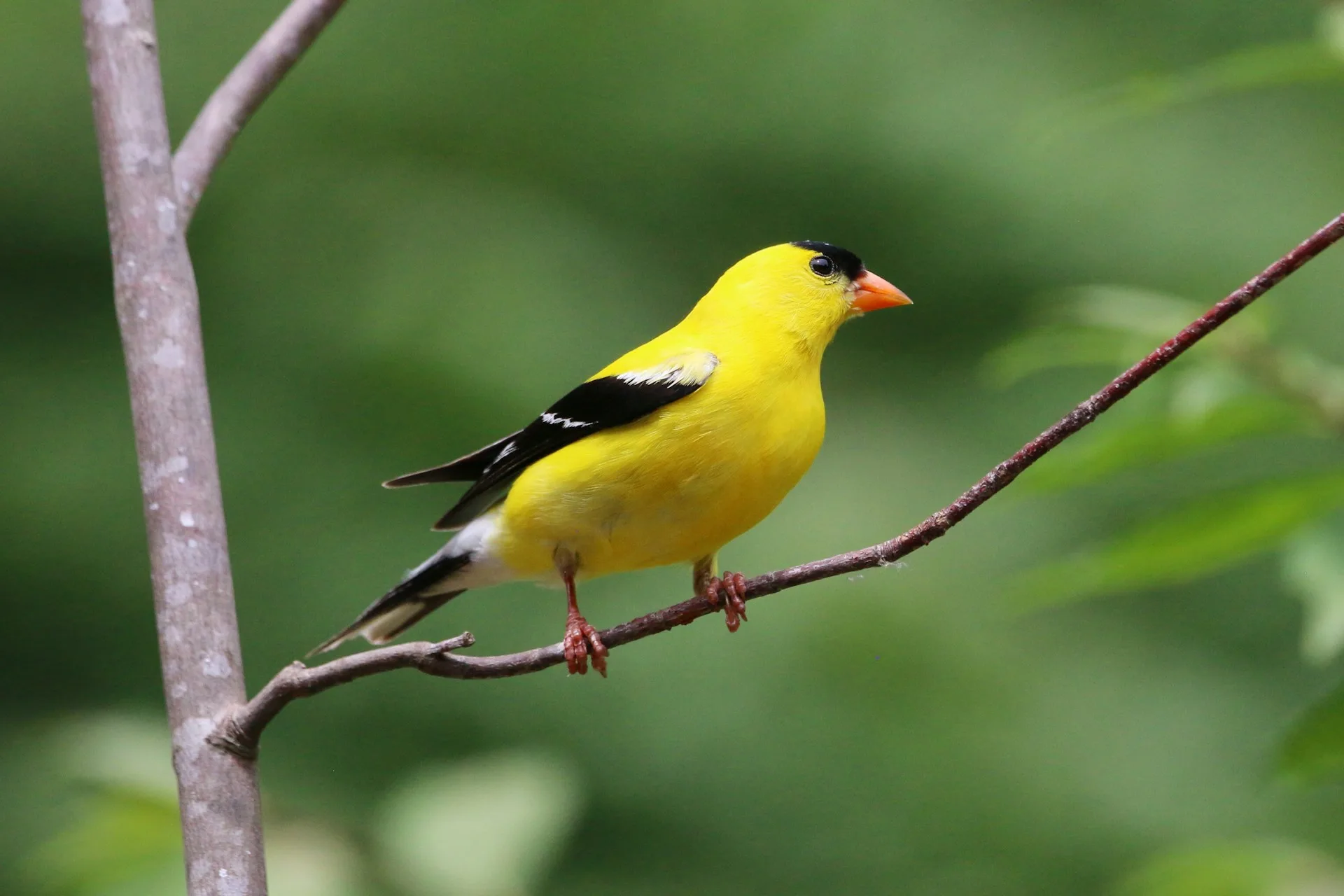 How to Attract Goldfinches in Winter: The Complete Guide