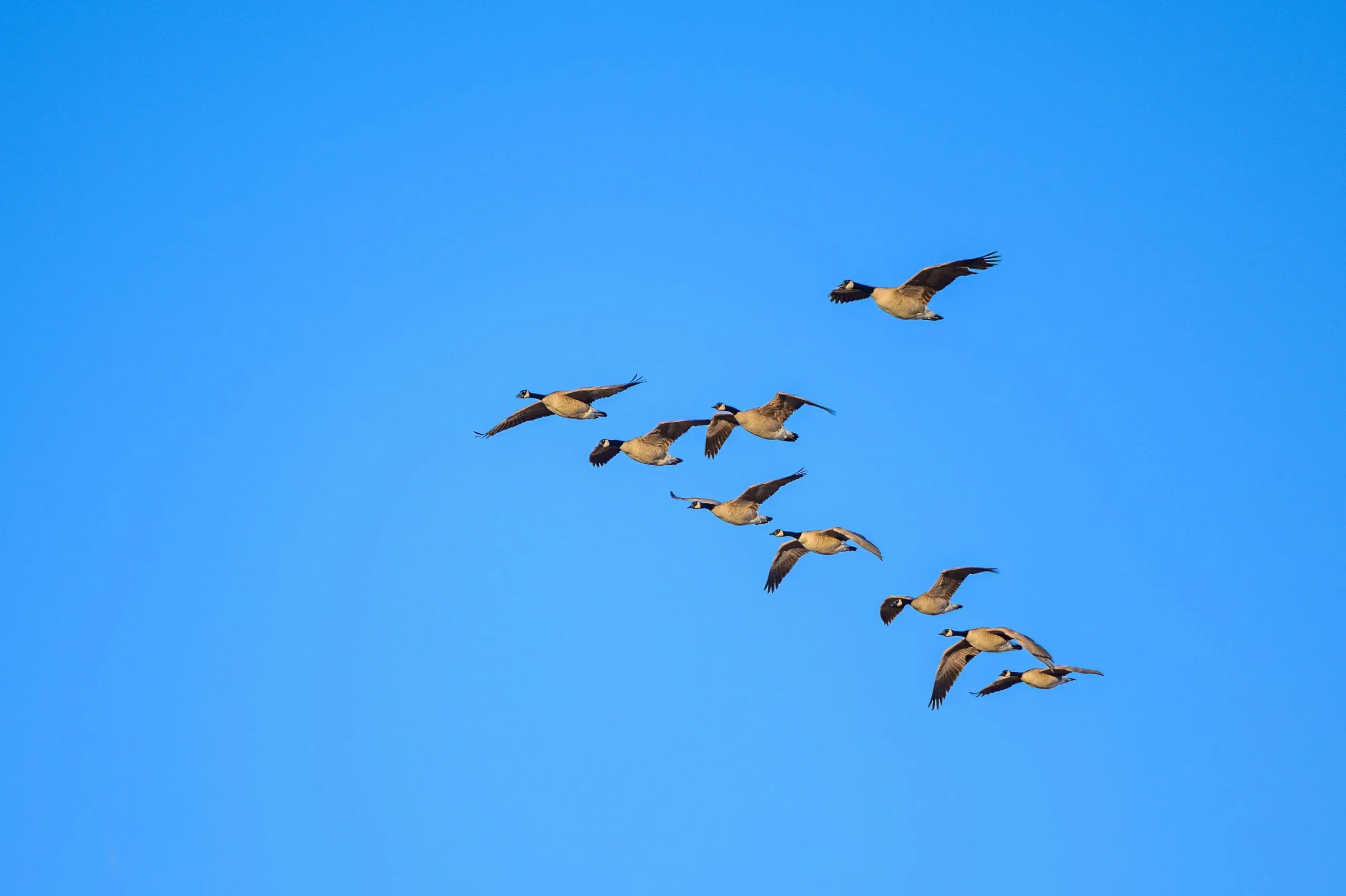 How to Photograph Birds Against a Bright Sky