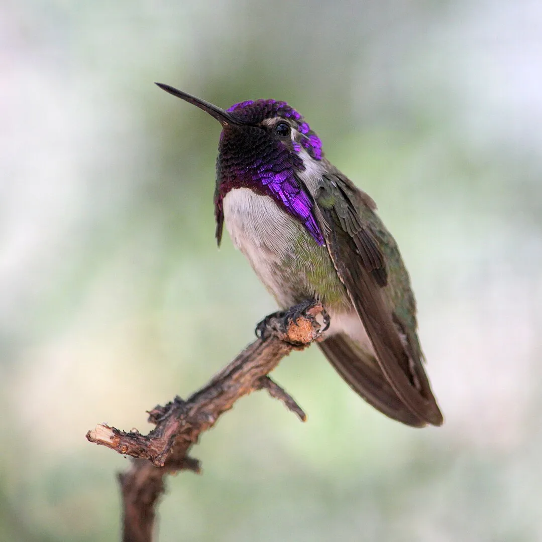 Hummingbirds in Oregon: Top 7 Species with Pictures for You to Identify