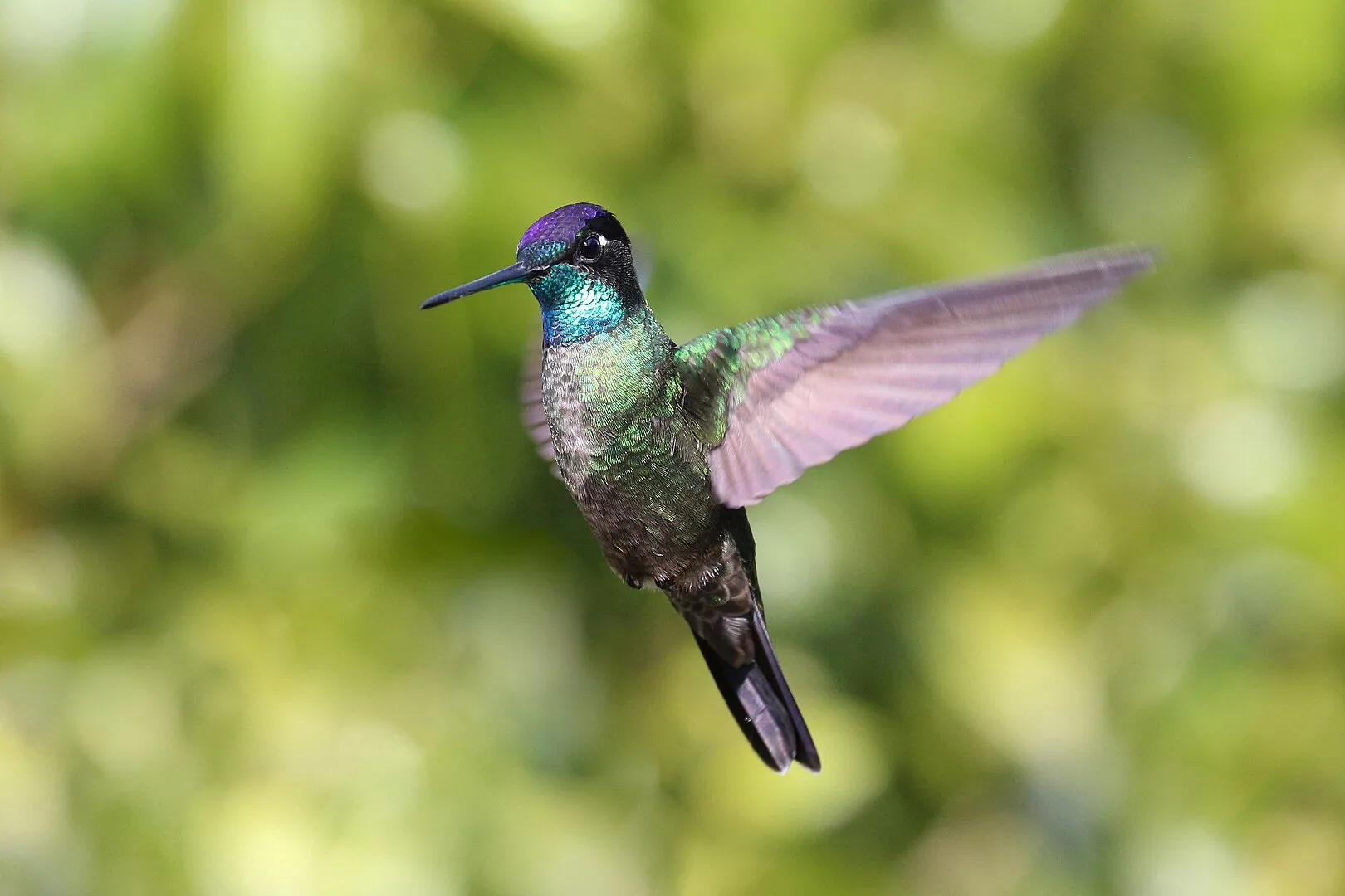 Hummingbirds in Virginia: 9 Species with Pictures for You to Identify