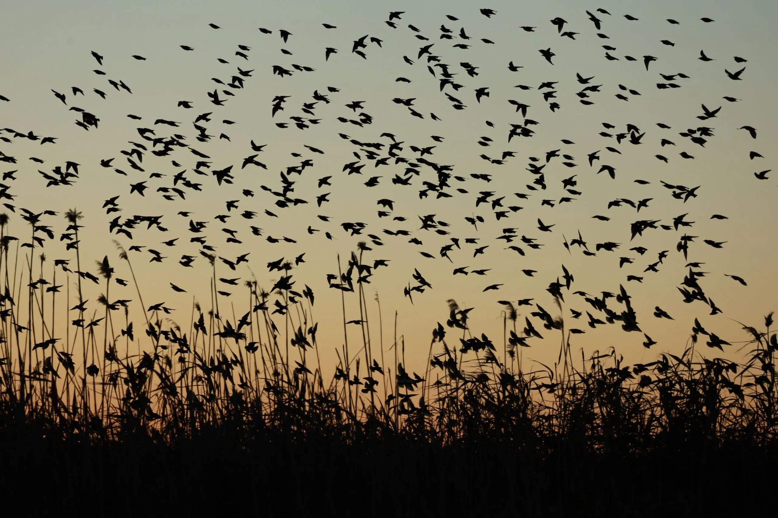 Millions of birds are migrating across the US as Fall migration begins to peak