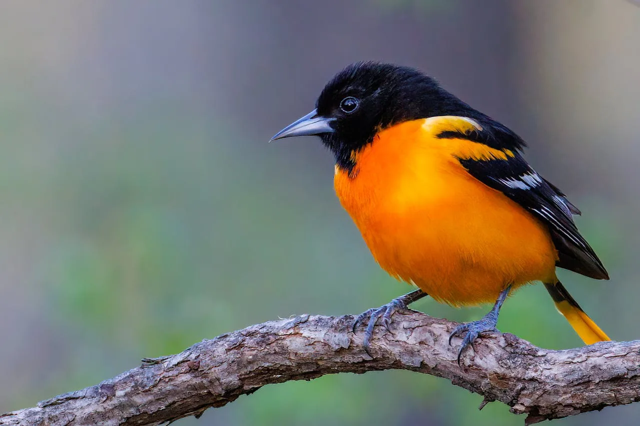 Oriole Feeders