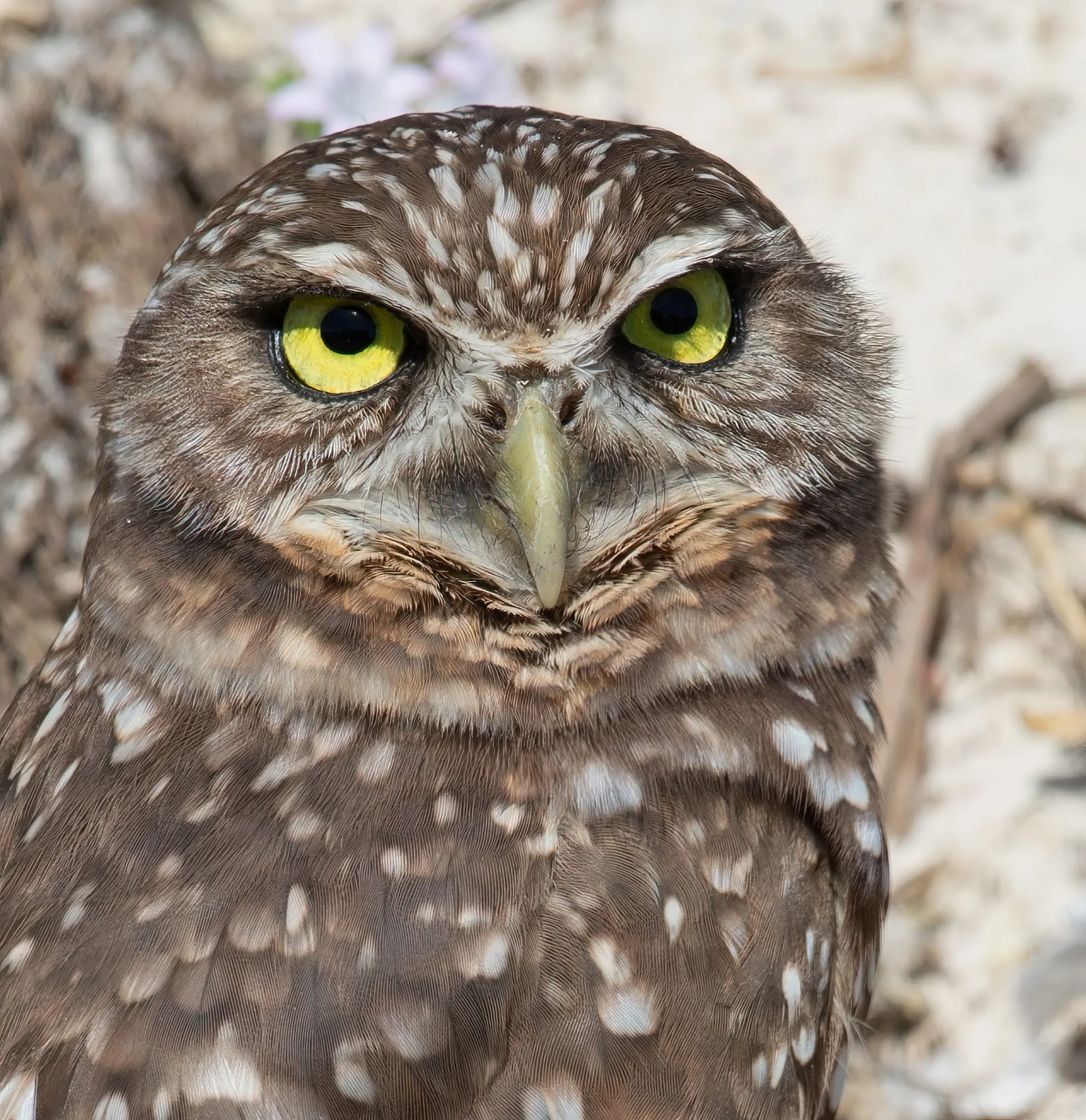 Owls in Louisiana: 9 Species That You Can See with Pictures