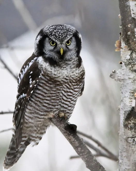 Owls in Maine: 11 Most Common Owls with Pictures for You to Identify