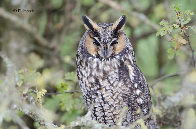 Owls in Michigan: Top 11 That Live in The Great Lakes State