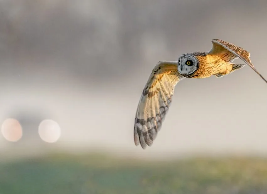 Owls in Ohio: 8 Species with Pictures to Spot in the Buckeye State