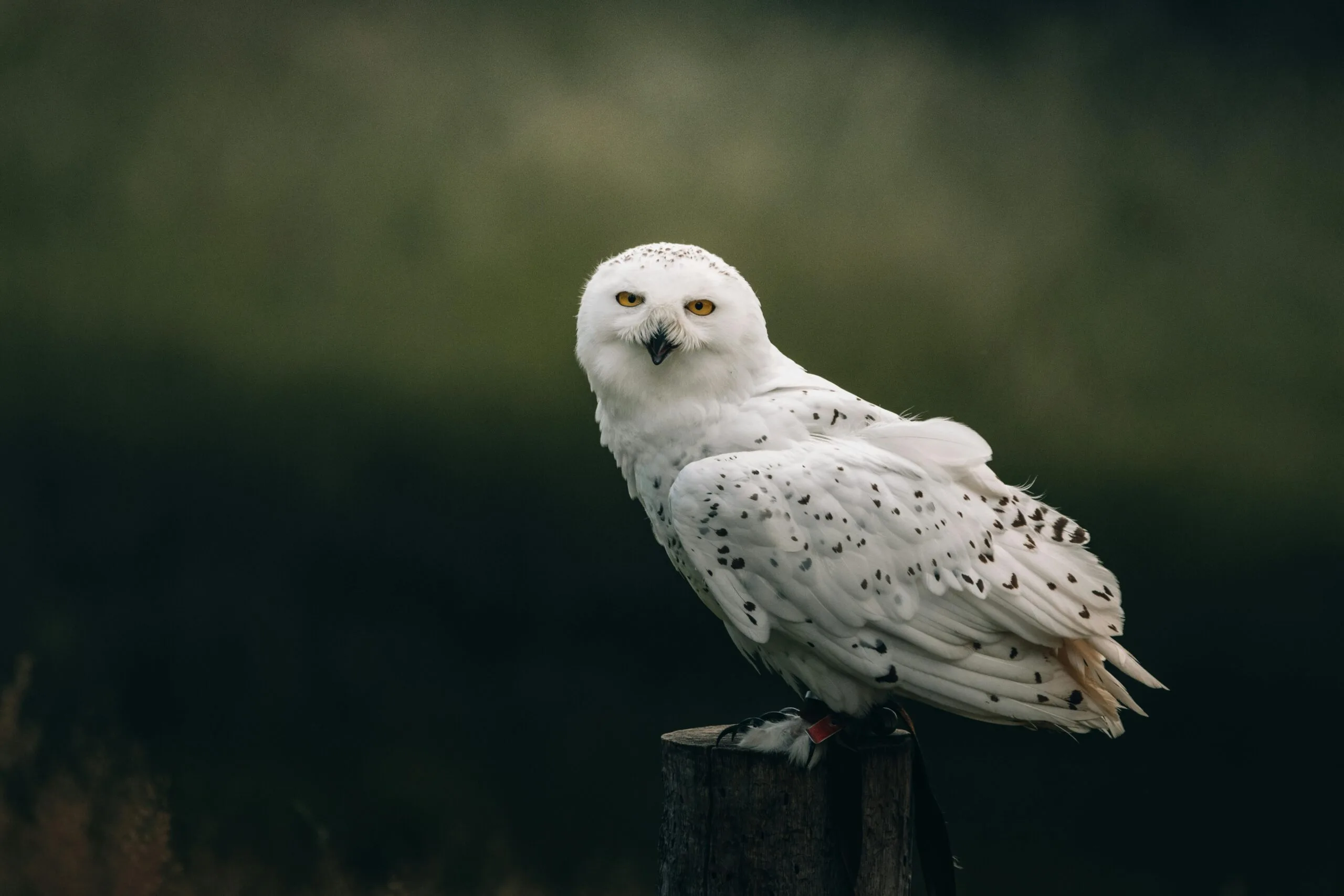 Owls in Virginia: 8 Stunning Nighttime Predators for You to See