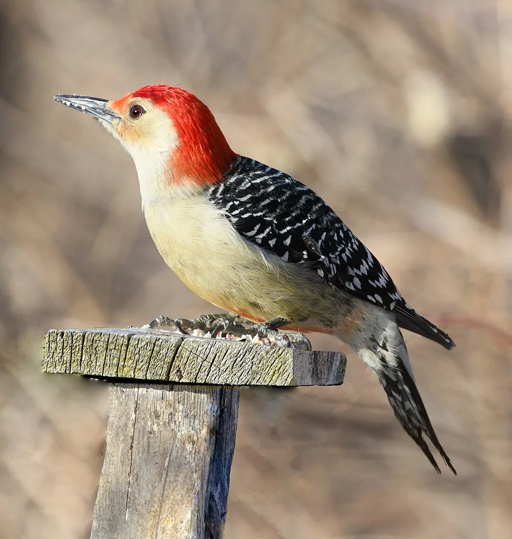 What Do Baby Woodpeckers Eat?