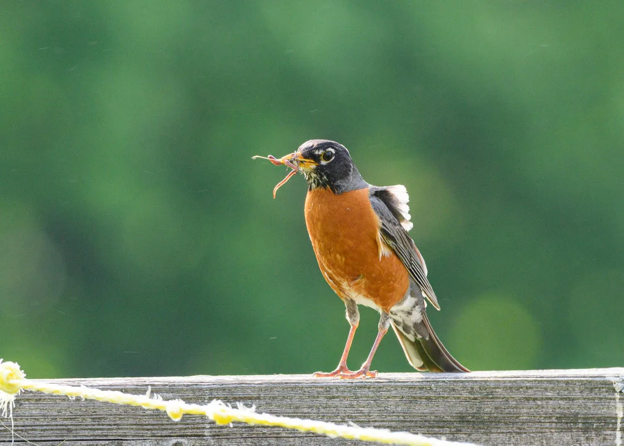 What Do Robins Eat in the Winter?
