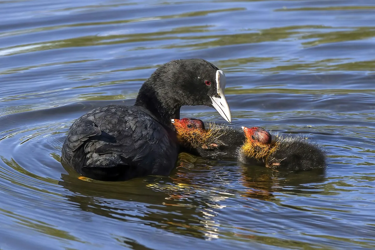 What do Baby Birds Eat?