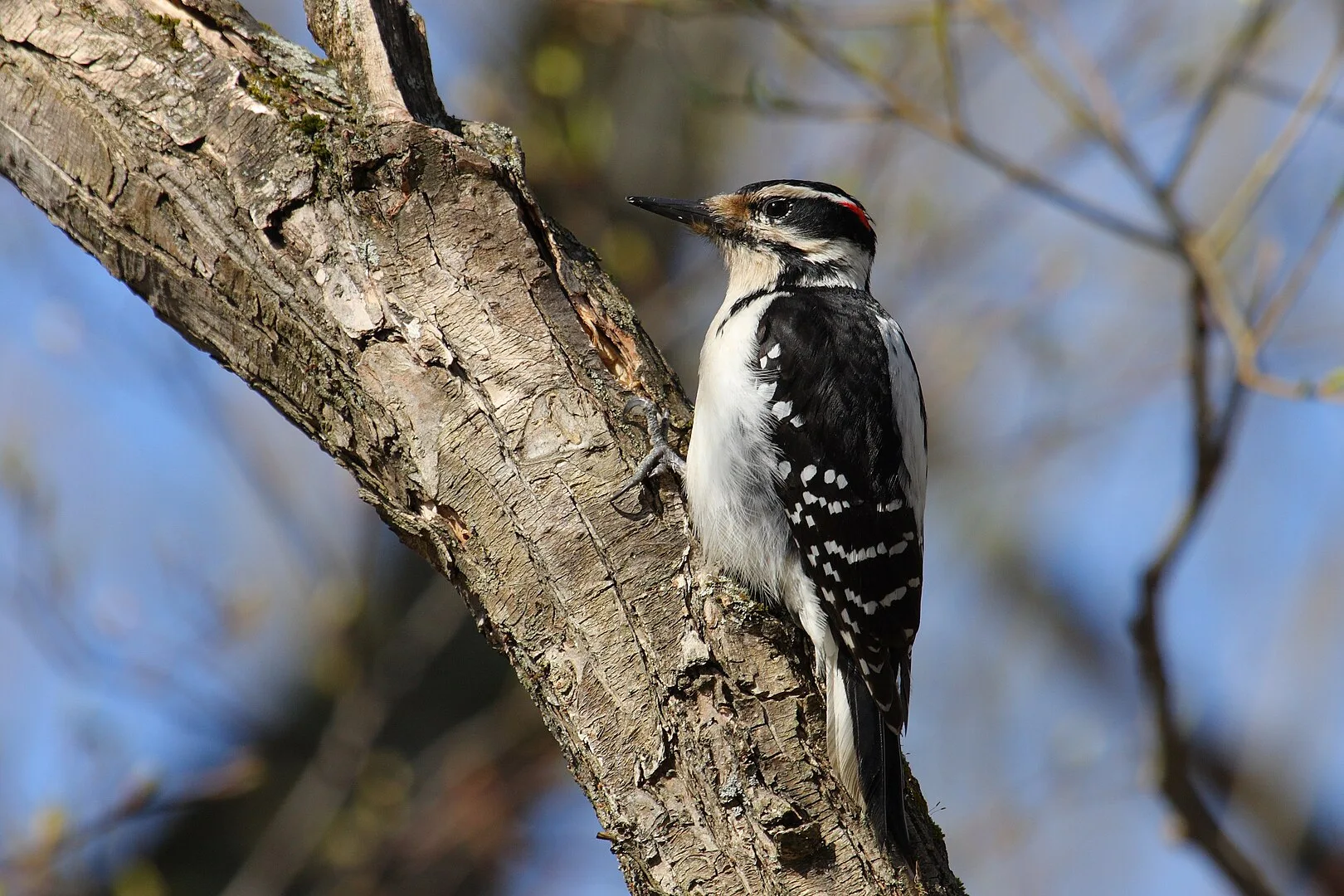 Woodpeckers in Maryland: Top 8 Species with Pictures