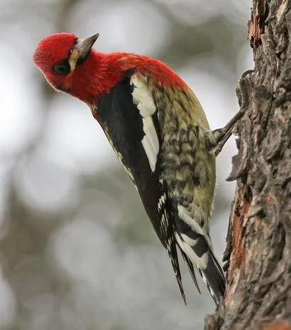 Woodpeckers in Minnesota: Top 8 Species with Pictures