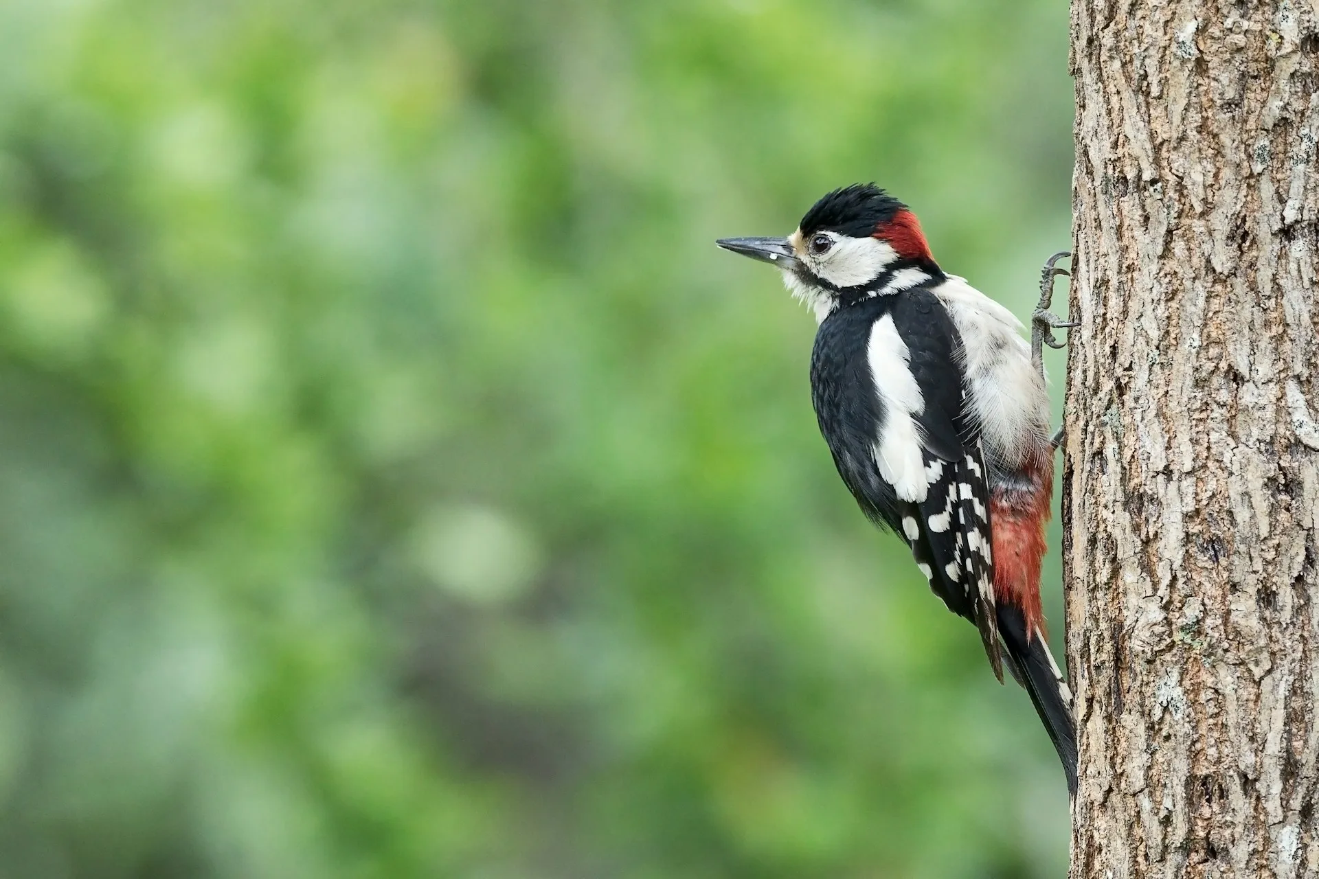 Woodpeckers in Ohio: Top 7 Woodpeckers in the Buckeye State