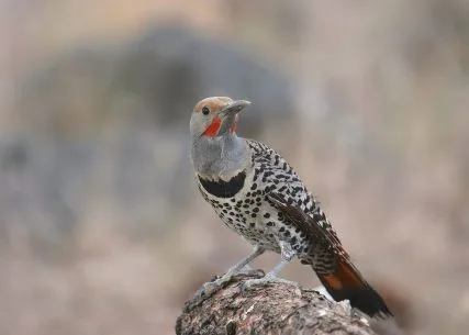 Woodpeckers in Tennessee: Top 8 Most Common Woodpeckers