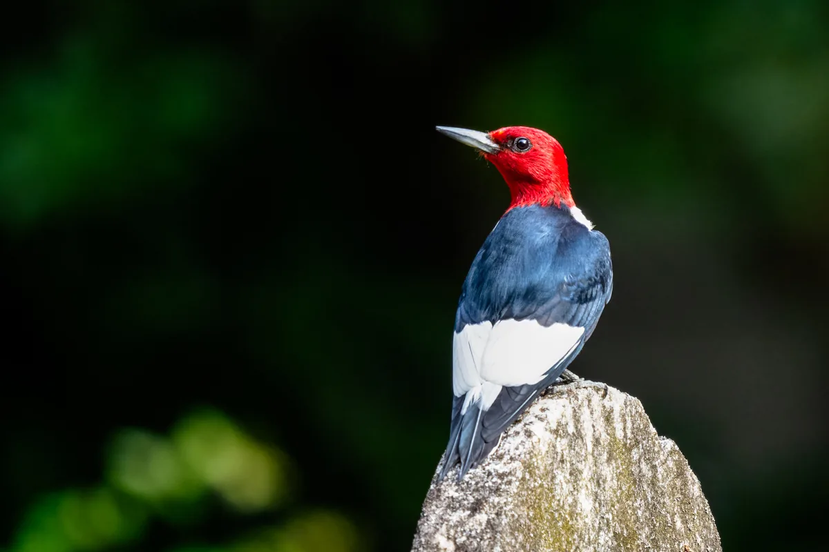 Woodpeckers in Virginia: The Top 8 Species with Pictures